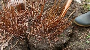 Астильба неприхотливые растения для сада