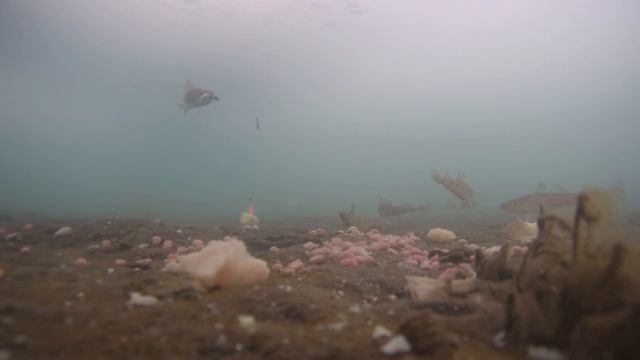 Навага+ ,,бригадир,, 31 января 2023. Рыбалка в приморском крае. и снова шкотовские меляки! махалки. смотреть онлайн