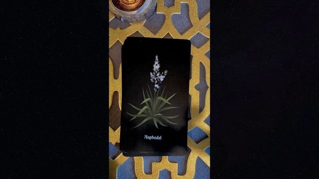 Nocturna Oracle смотреть онлайн