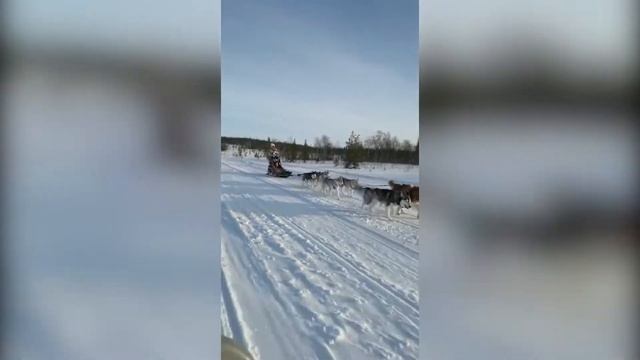 Катание на собачьей упряжке хаски. В гостях у каюра, Мурманская область