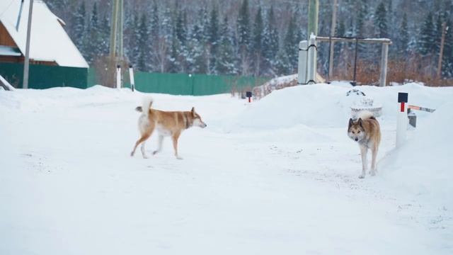 СЕРДЦЕ РОССИИ _ ЗАБЫТЫЕ ДЕРЕВНИ УРАЛА смотреть онлайн
