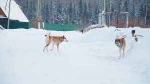 СЕРДЦЕ РОССИИ _ ЗАБЫТЫЕ ДЕРЕВНИ УРАЛА