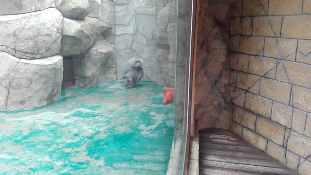 Анапа, в зоопарке. смотреть онлайн