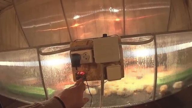 Брудер для цыплят  Управление обогревом в брудере