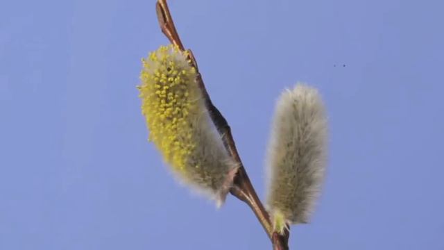 Salix caprea Goat Willow catkin time lapse смотреть онлайн
