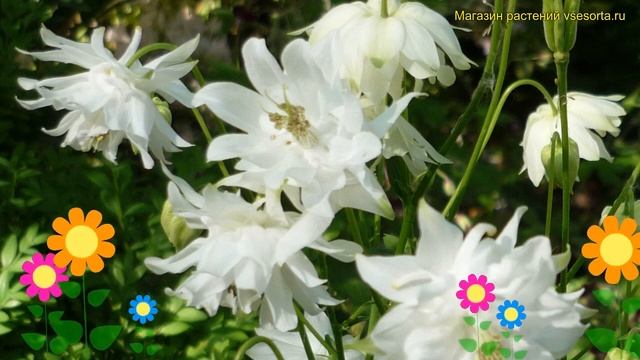 Аквилегия обыкновенная Уайт Барлоу. Краткий обзор, описание Aquilegia Vulgaris White Barlow