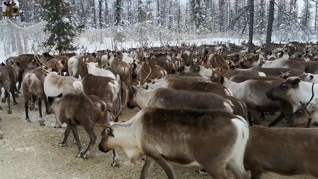Второй день подсчета оленей / День оленевода смотреть онлайн