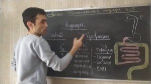 Физиология желудочно кишечного тракта. Двигательная функция.