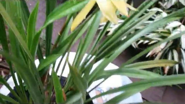 Tips Belanja anggrek Cymbidium Impor & Cymbidium Golden Elf Bunga lagi... смотреть онлайн