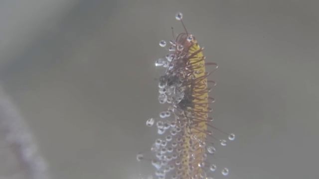 Scary Nature: Sundew Timelapse Compilation смотреть онлайн
