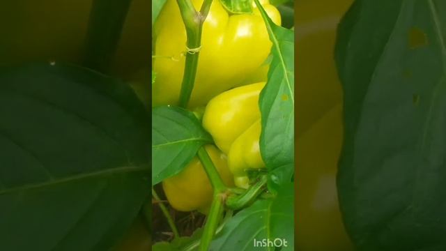 Перец Белозёрка .Sweet pepper смотреть онлайн