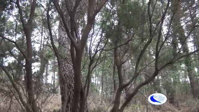 Erica Arborea sul sentiero dei non vedenti смотреть онлайн