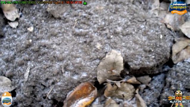 Распаковка и Обзор Еды Шоколадное Яйцо ЗАБАВНЫЙ СЮРПРИЗ для Мальчиков, 20 г смотреть онлайн