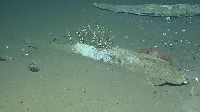 Whalefall and Worms | Creatures of the Deep: Mini Bites смотреть онлайн