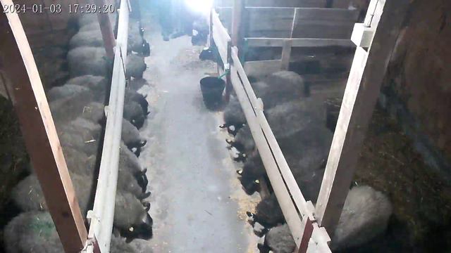 Romanovske ovce Kovilj Srbija смотреть онлайн