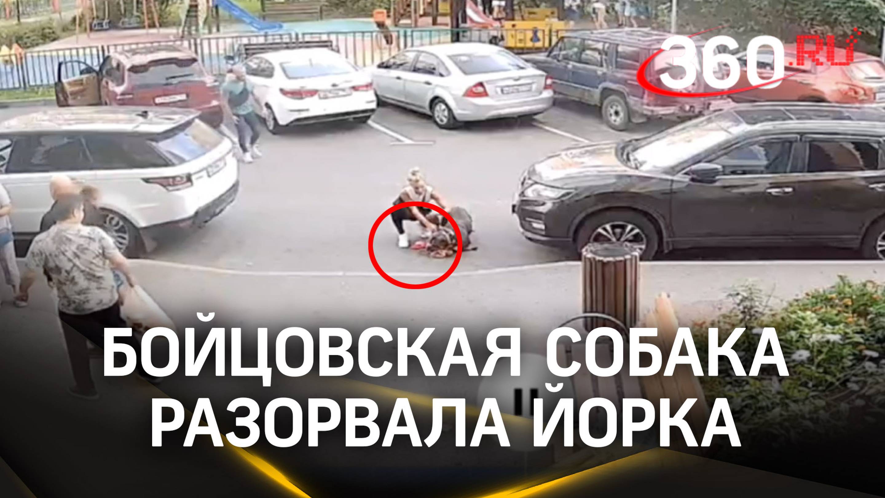 Собака бойцовской породы разорвала йорка пополам на глазах у хозяйки в Новой Москве смотреть онлайн