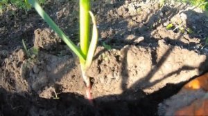 Супер подкормка для чеснока- нашатырный спирт и зола