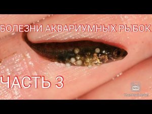 Болезни аквариумных рыб часть 3.(ихтиободоз, гиродактилёз, глюгеоз)