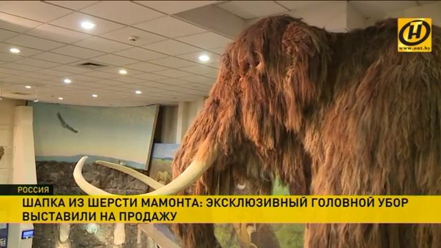 Шапка из шерсти мамонта выставлена на продажу