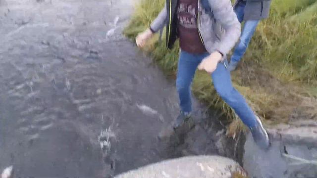 Salmon идет на нерест.Ловим лосося руками. Аляска смотреть онлайн