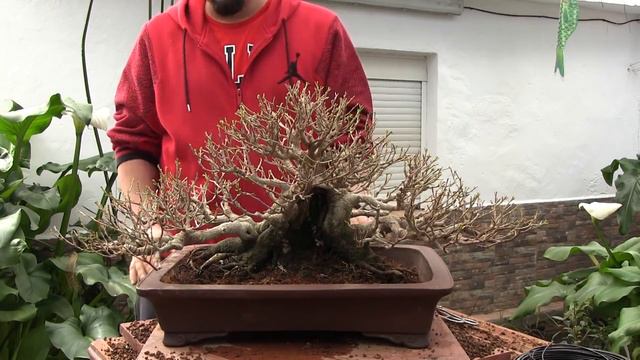 Ficus fusionado a maceta definitiva смотреть онлайн