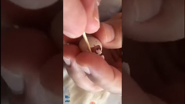 Вылупление волнистого попугая с повреждение яйца смотреть онлайн