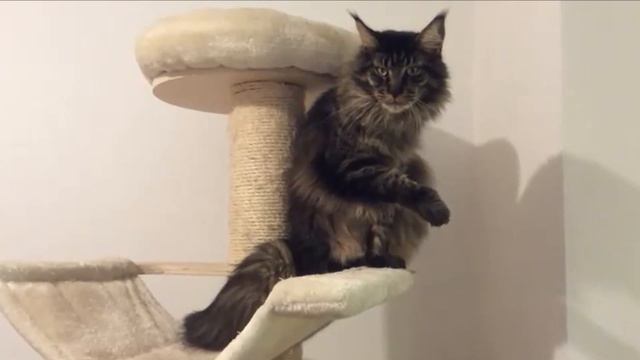 Maine Coon Cat Schlomo. Кот - глаза / Мейн-кун Шломо / Munich смотреть онлайн