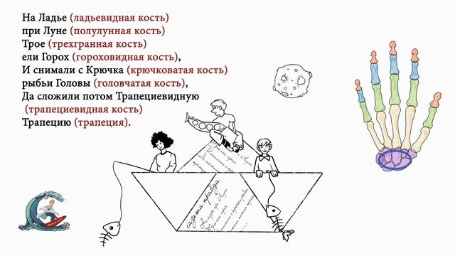 Анатомия костей запястья. Мнемоника смотреть онлайн