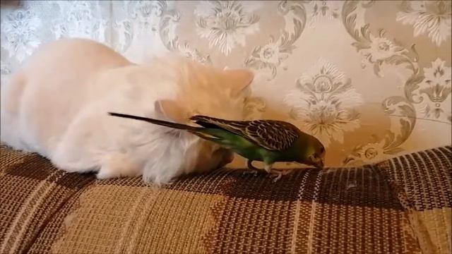 Попугай с собакой и кошкой смотреть онлайн