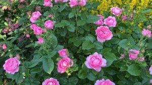 Роза ШАНТАЛЬ МЕРЬЕ. Ооочень достойная роза!!!!!