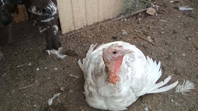 Как обрезать когти индюкам//Индюки рвут бока индюшкам что делать смотреть онлайн