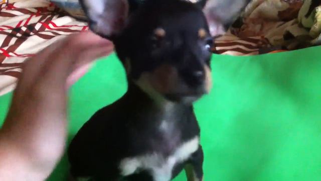 Малыши ищут хозяина ! смотреть онлайн