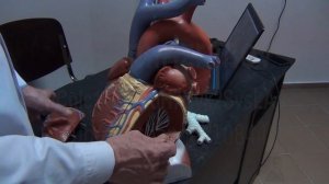 ЭхоКГ  Аккредсценарии 2 и 3  Часть 1  12022 04 12 14 07 36