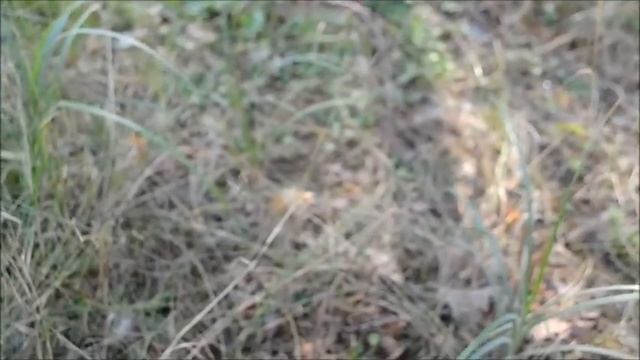 БОЛЬШОЙ белый гриб / Big Boletus Edulis