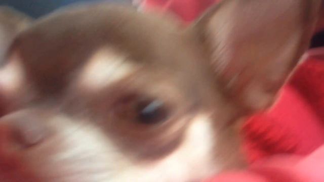 Чихуахуа думает. Chihuahua thinks смотреть онлайн