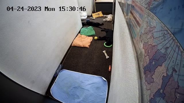 Щенки Лабрадора / ПРОДАЮТСЯ / НОВОСИБИРСК/ SHATSKIKH`S DOGS / 8-962-831-94-91/ Labrador puppies sal смотреть онлайн