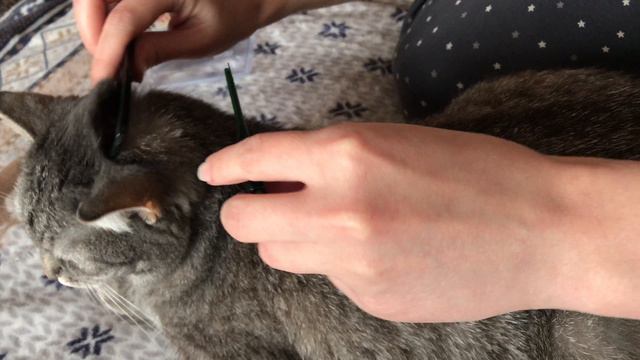 Готовим кошку к дачному сезону смотреть онлайн