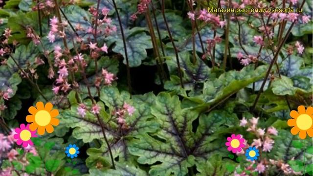 Гейхерелла гибридная Тапестри. Краткий обзор, описание характеристик Heucherella Tapestry