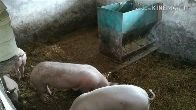 Семья в селе, утро в хлеву со свиньями и цыплятами. смотреть онлайн