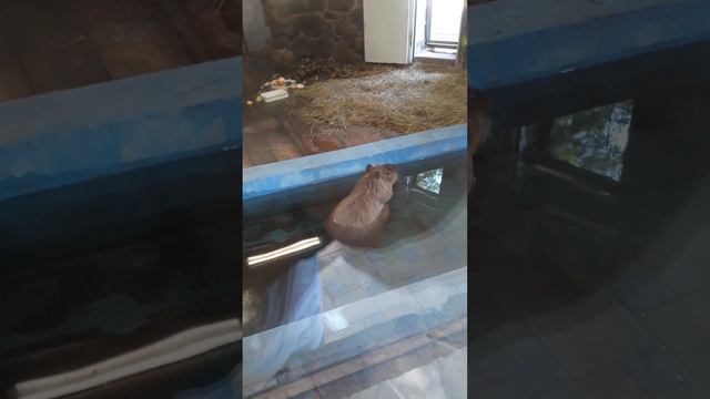 Капибара смотреть онлайн