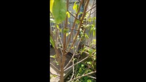 Азимина! Первые цветы!