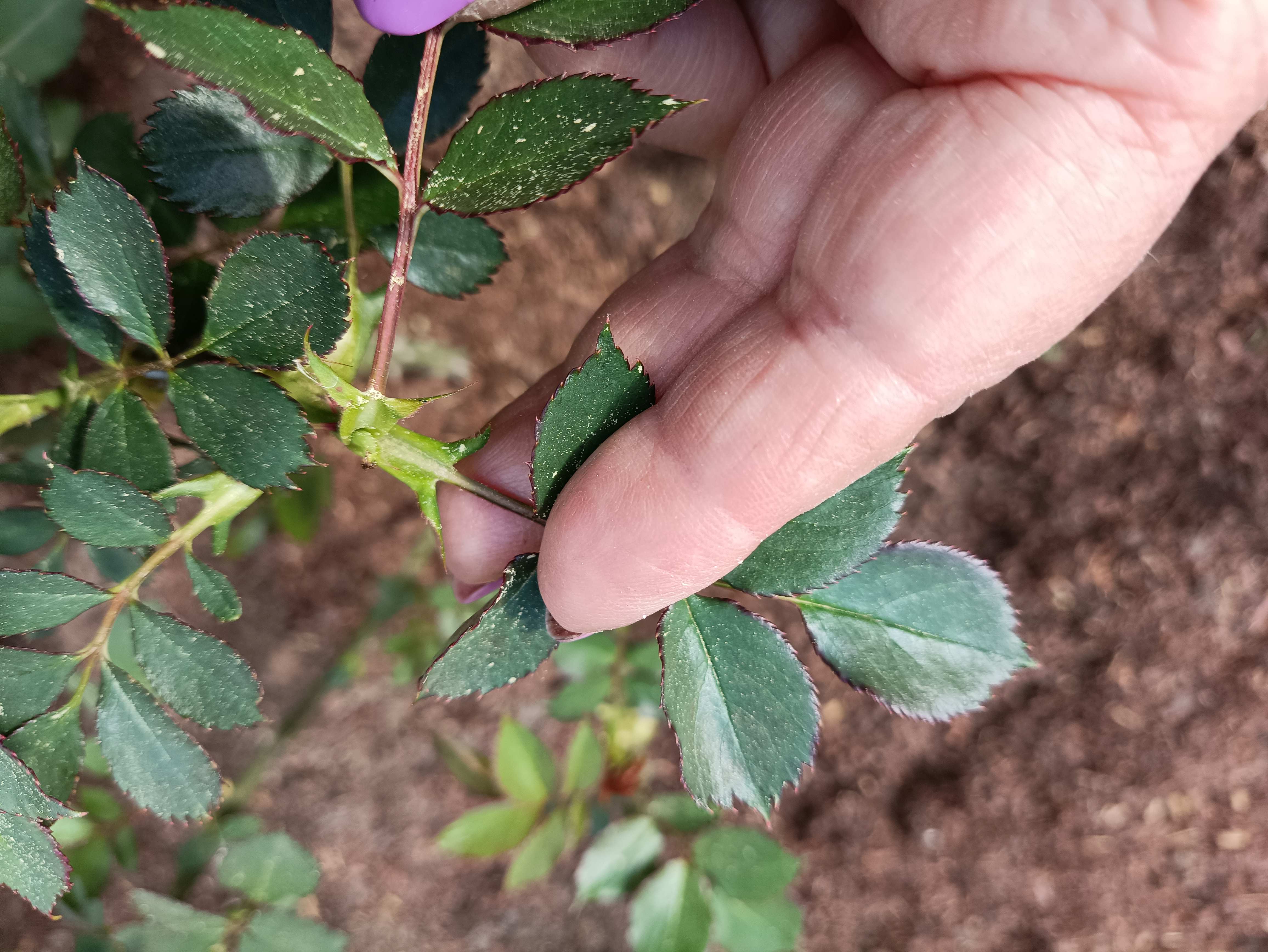 КОНТРОЛЬНАЯ РАБОТА В РОЗАРИИ. СЛЕПЫЕ И ЛИШНИЕ ПОБЕГИ. смотреть онлайн