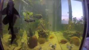 Как кормить цихлид