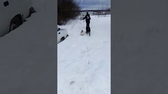 Хаски мини,сынок серебро,разноглазый смотреть онлайн