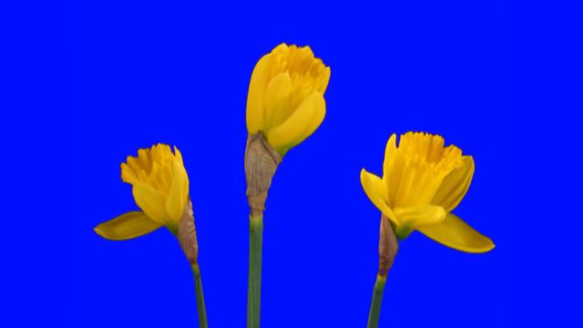 Футаж Цветы распускаются 2 хромакей