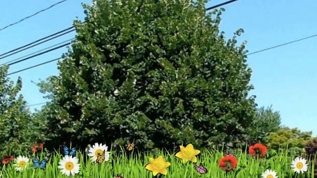 Липа мелколистная Гринспаер ? Обзор: посадка и уход. крупномеры липы: описание и особенности