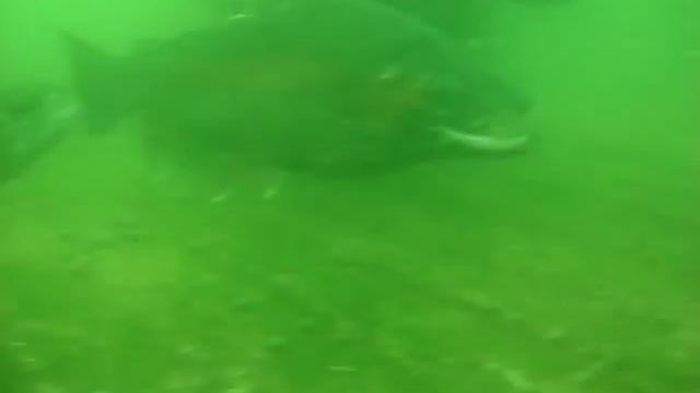 zalm forel in ibbenburen смотреть онлайн