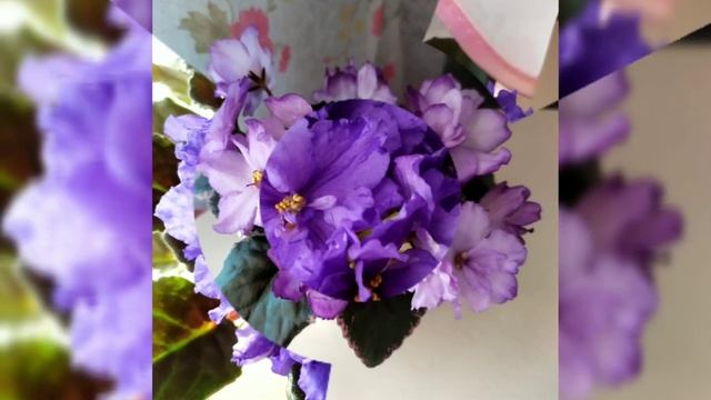 70 ФОТО ФИАЛОК (СЕНПОЛИЙ) С НАЗВАНИЯМИ СОРТОВ. смотреть онлайн