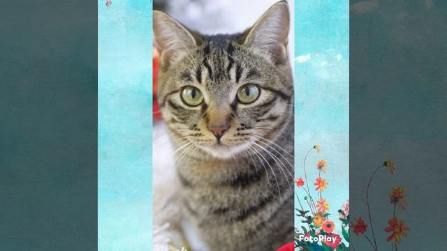 Кошка , пушистый антистрес . смотреть онлайн