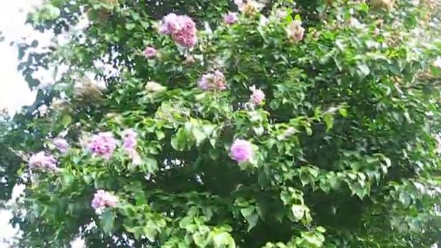 Bougainvillea Arborea Tree Form Bougainvillea